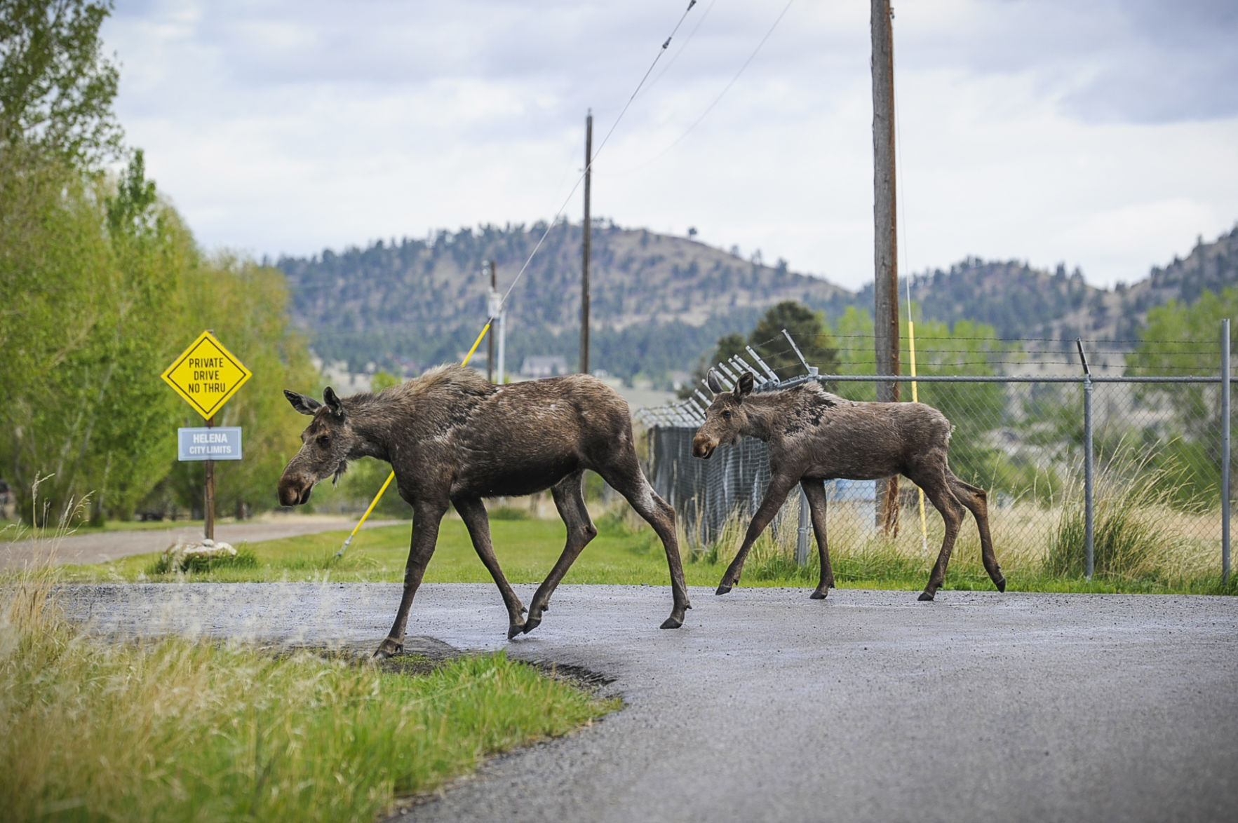 Photo: Why did the moose cross the road?